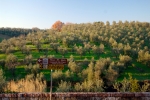 Оливковые рощи на холмах вокруг Винчи
